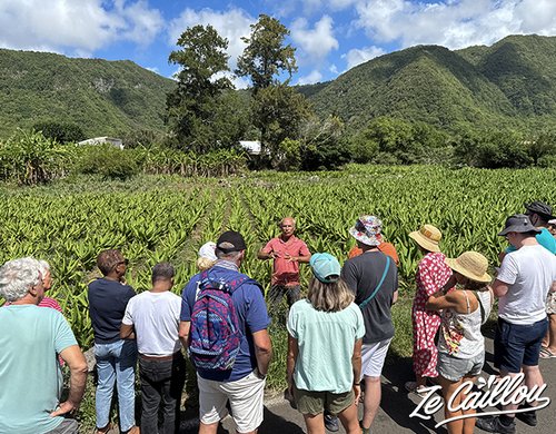 2-maison-du-curcuma-reunion-plaine-des-gregues