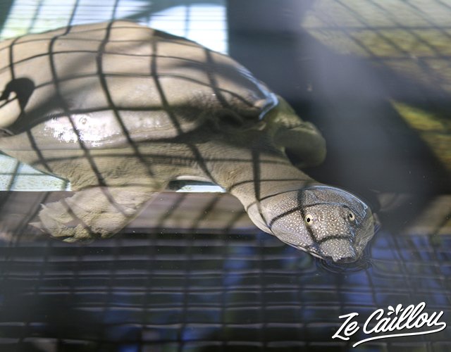 2-visite-jardin-tortues-reunion-tortue-carapace-molle