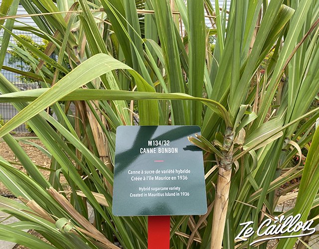 2-visite-saga-du-rhum-reunion-reunion-canne-a-sucre