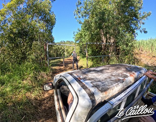 3-safari-photo-cerfs-reunion-domaine-sainte-marie