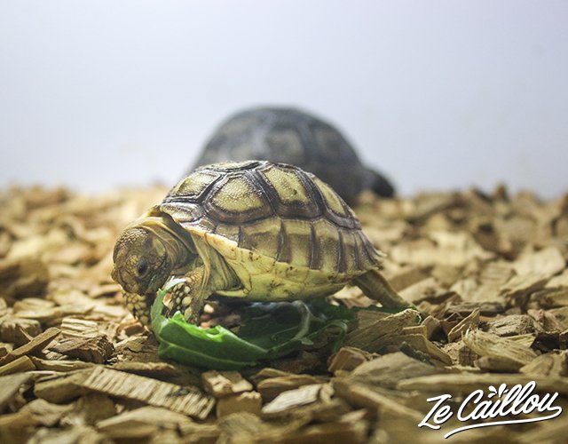 4-visite-jardin-tortues-reunion-bebe-radiata