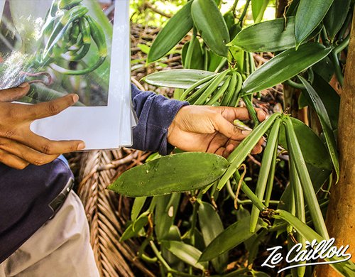6-visite-plantation-vanille-gousses-vanille