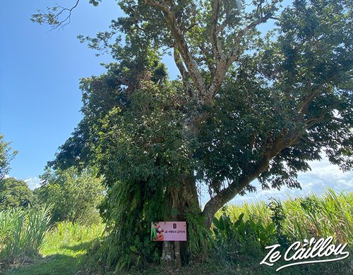 7-domaine-de-coco-visite-letchis
