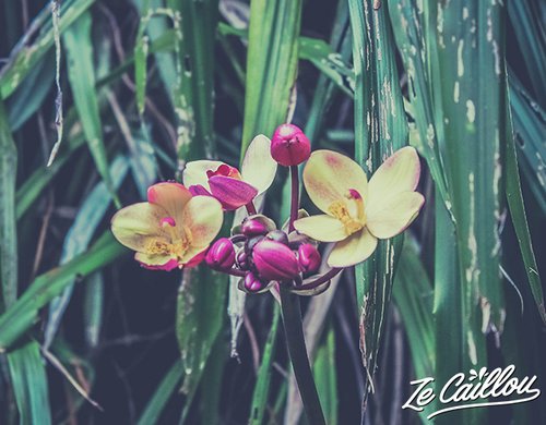9-mascarin-jardin-botanique-orchidee